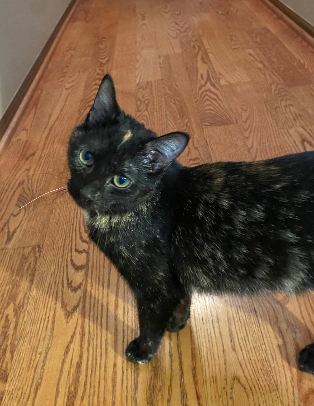 Ohm  Domestic Short Hair (short coat) Female