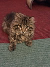 Buckingham and Windsor (bonded siblings) - Photo 4
