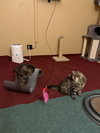 Buckingham and Windsor (bonded siblings) - Photo 3