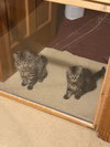 Buckingham and Windsor (bonded siblings) - Photo 2