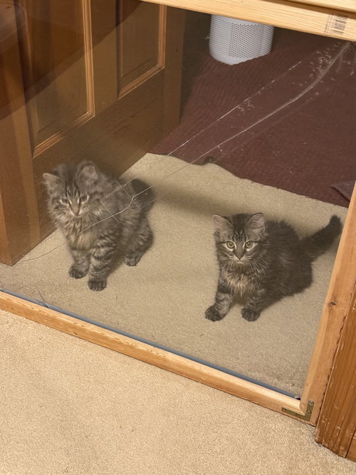 BUCKINGHAM AND WINDSOR (BONDED SIBLINGS) - Domestic Long Hair available for adoption