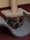 Buckingham and Windsor (bonded siblings) - Photo 5