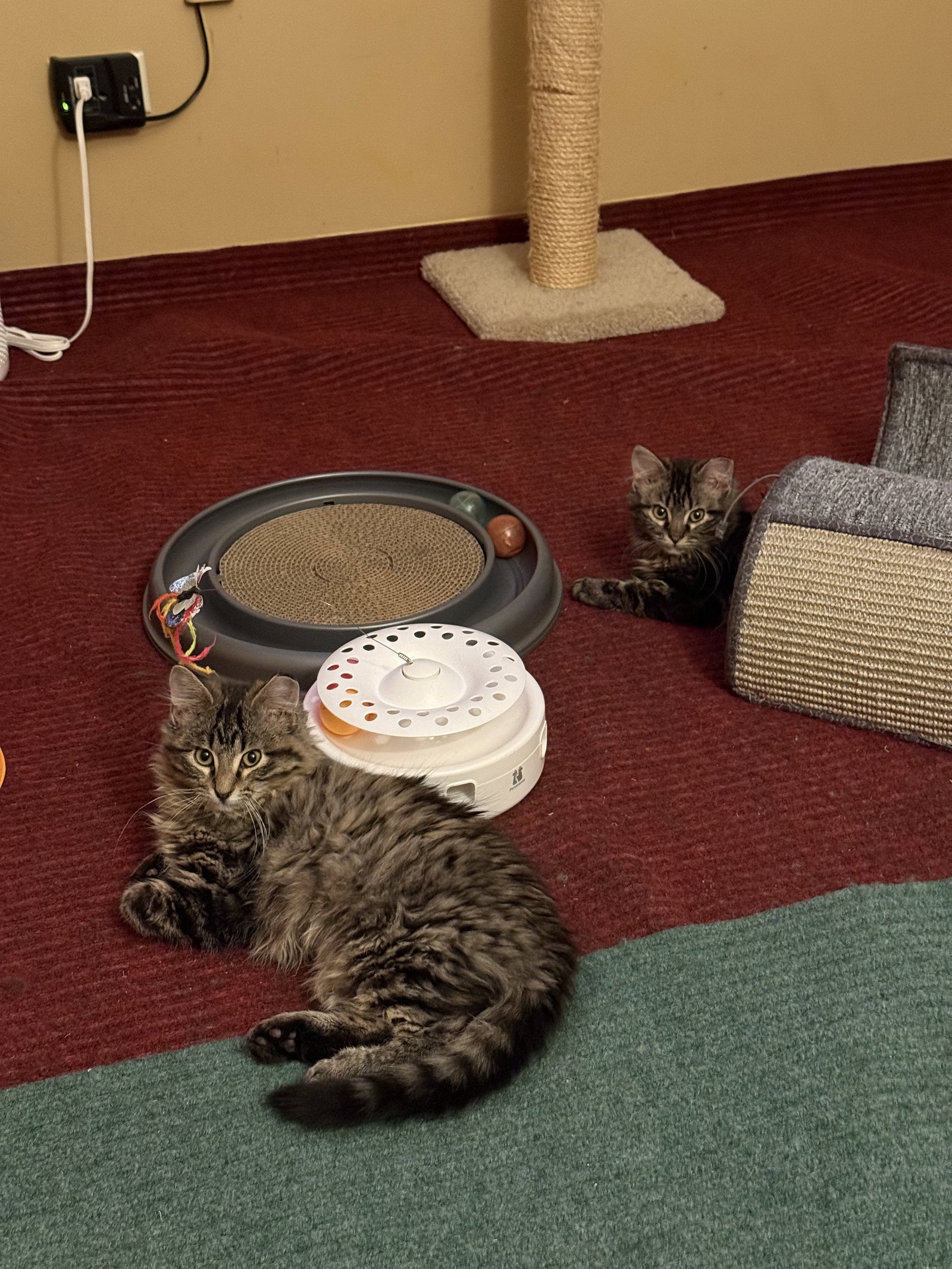 Buckingham and Windsor (bonded siblings)  Domestic Long Hair (long coat) Male