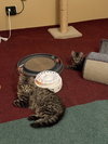 Buckingham and Windsor (bonded siblings) - Photo 1