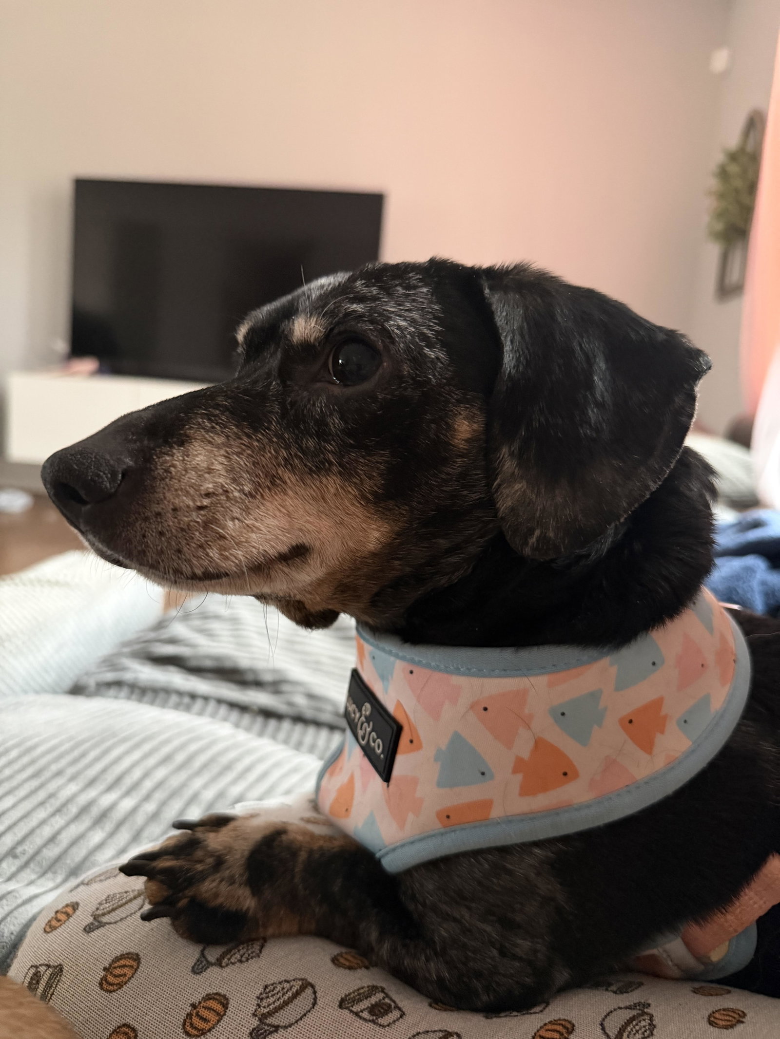 Henri Small Dachshund (short coat) Male