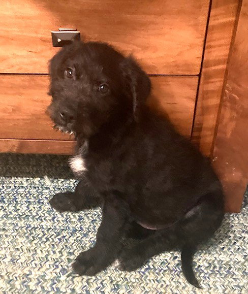 Cuddles Large Labrador Retriever / Poodle (Standard) (medium coat) Male