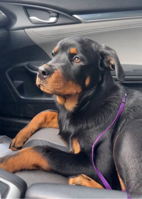 Rex X-Large Rottweiler (medium coat) Male