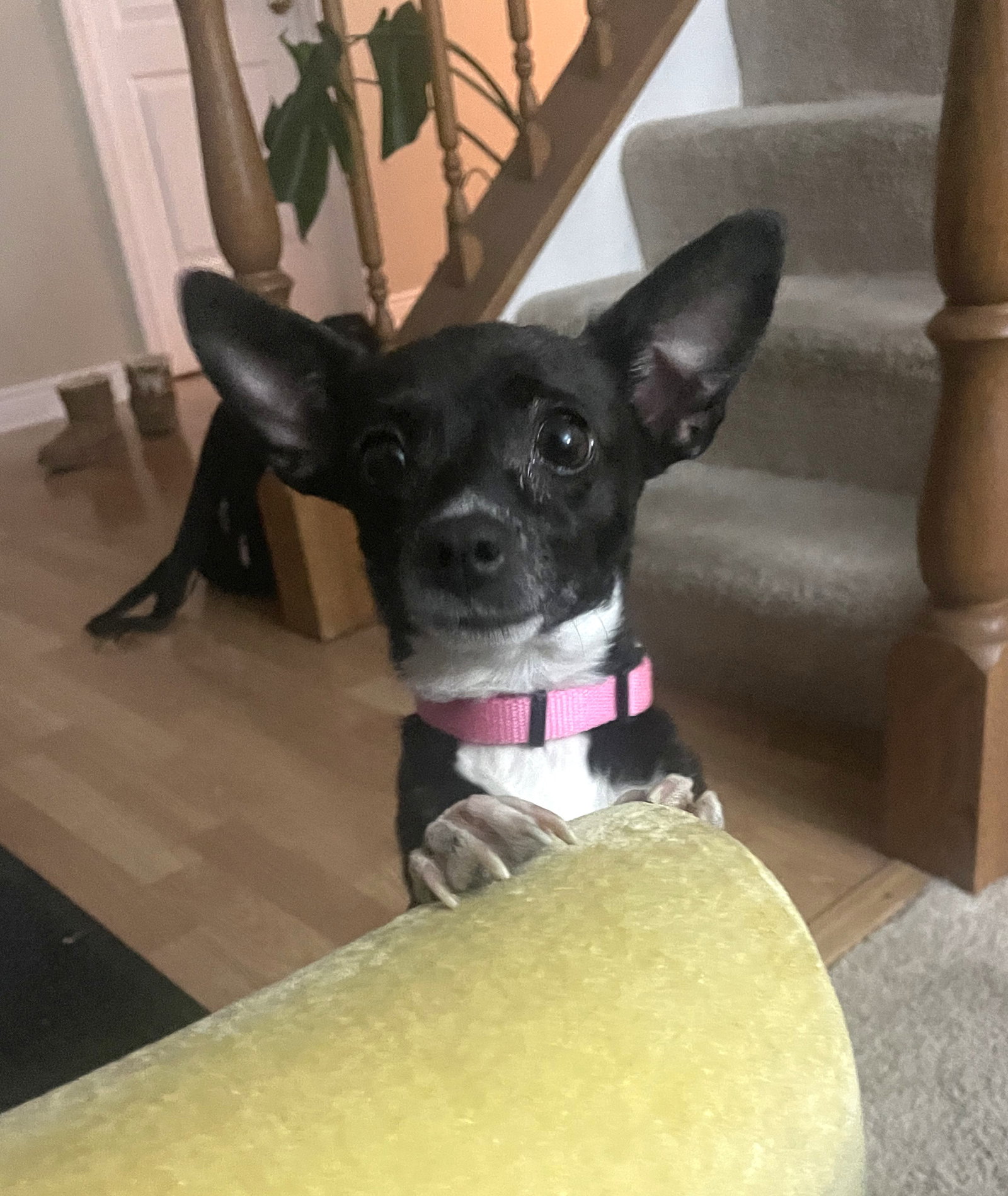 Princess Merida Small Chihuahua / Rat Terrier / Mixed (short coat) Female
