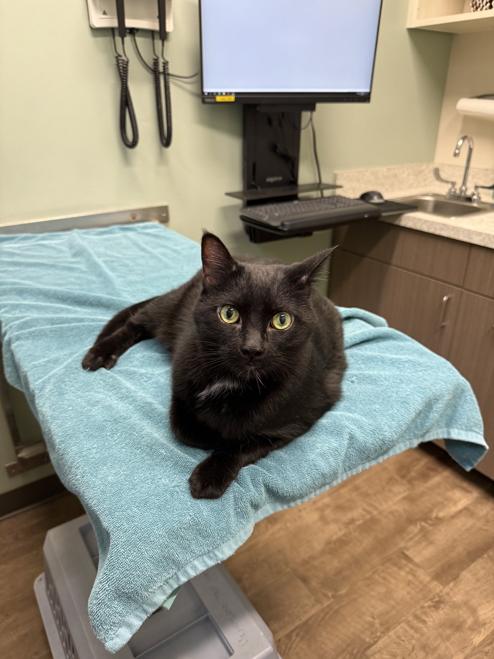 Hal (2 paw declaw)  Domestic Short Hair (short coat) Male