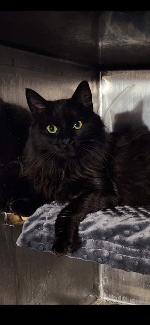 Belladonna, an adoptable Domestic Long Hair in Wheaton, IL