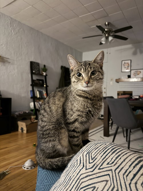 Kiki, Adult Domestic Short Hair (short coat), cat for adoption in Orland Park, Illinois