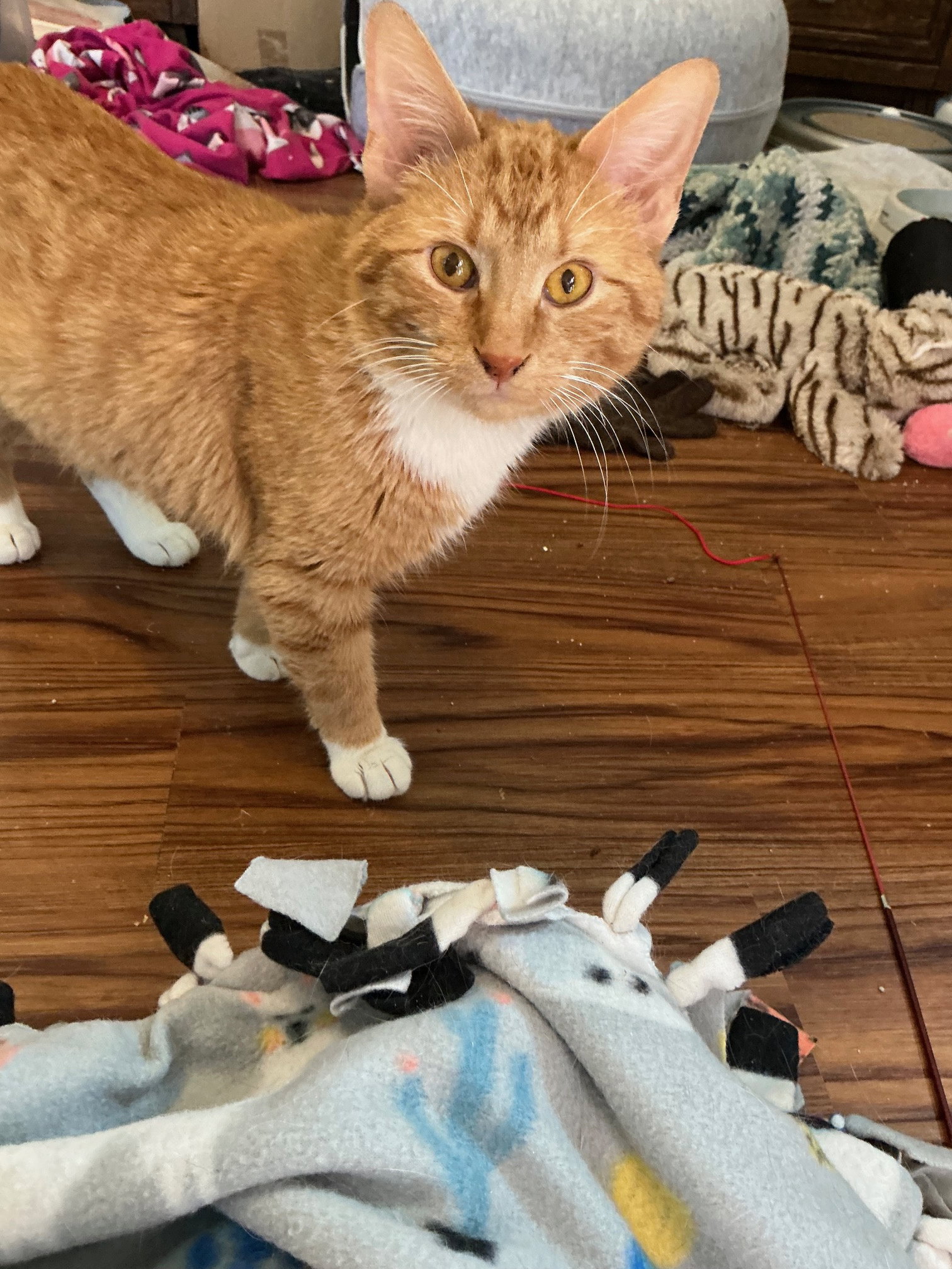 Caleb  Domestic Short Hair (short coat) Male