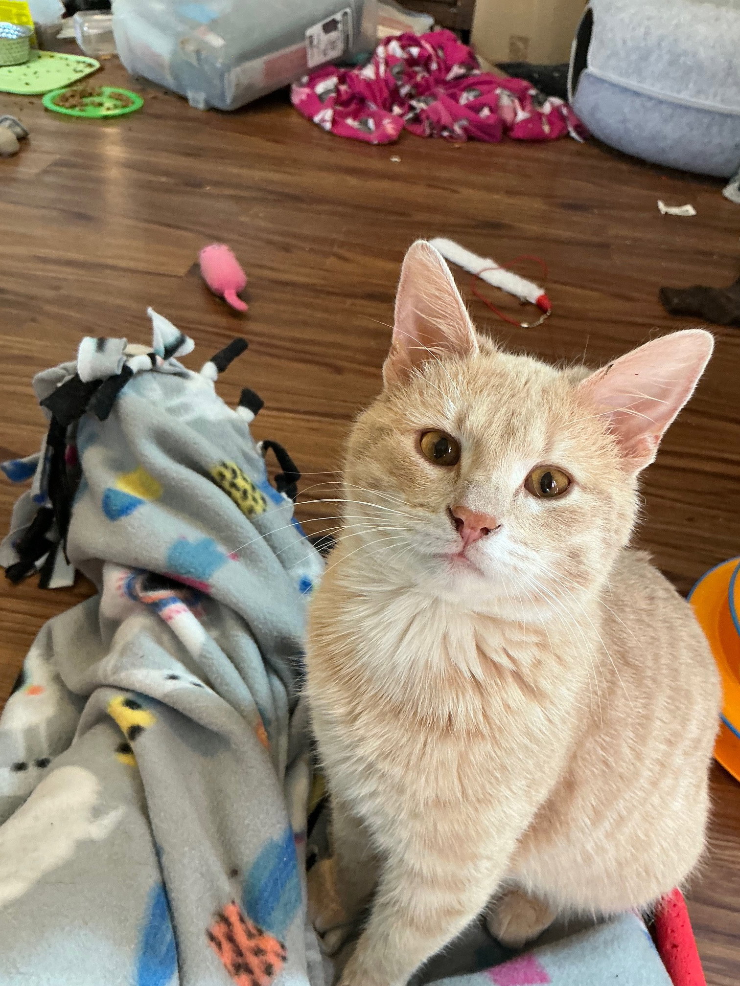 Colston  Domestic Short Hair (short coat) Male