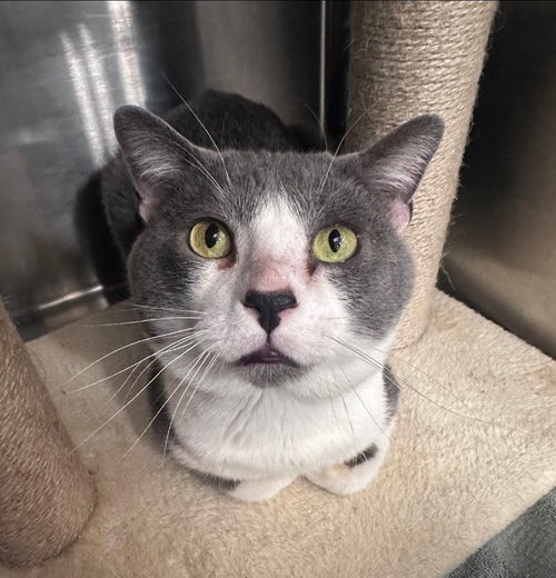 Mickle & Byrdie (bonded pair), Adult Domestic Short Hair (short coat), cat for adoption in Orland Park, Illinois
