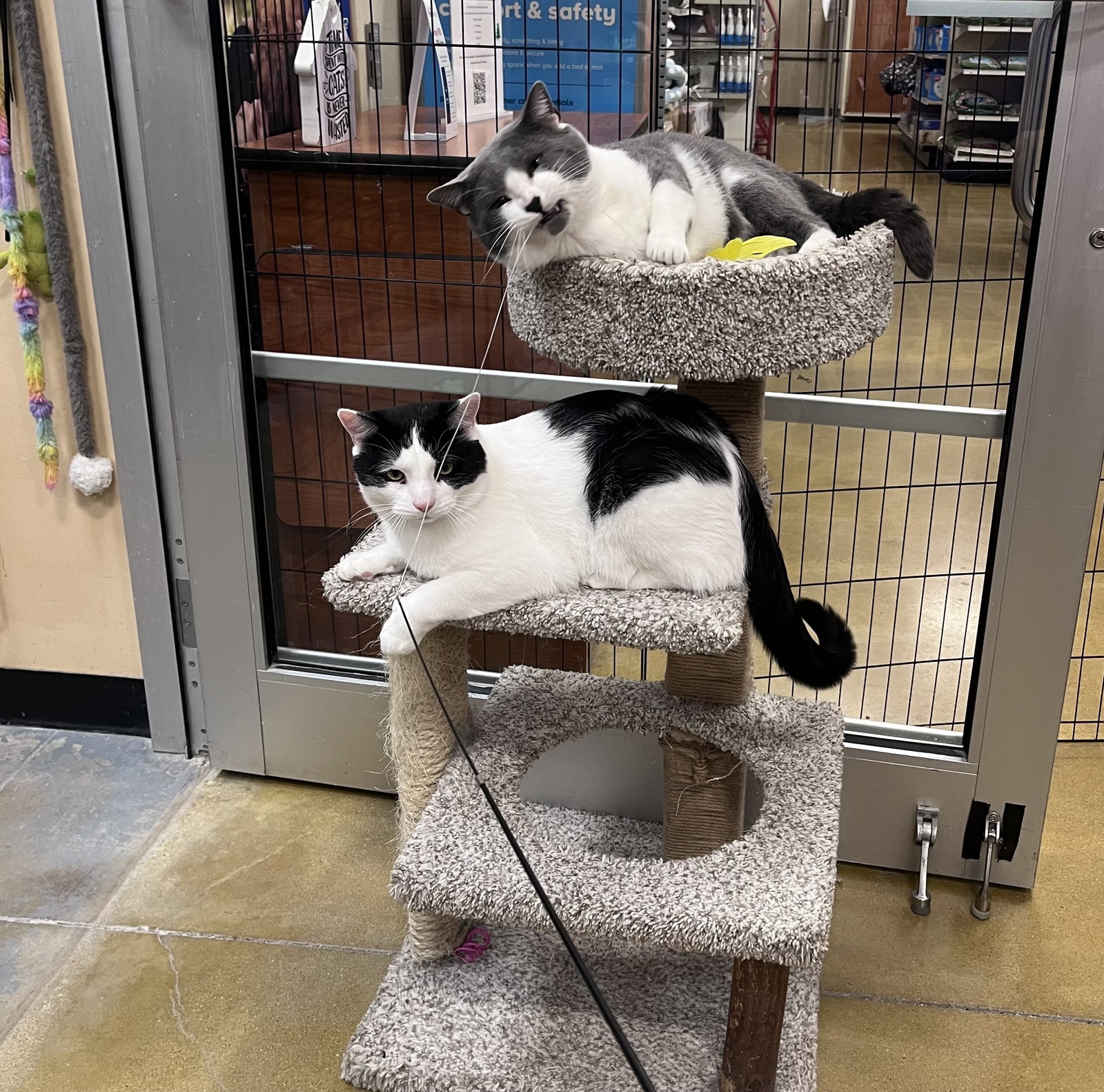 Mickle & Byrdie (bonded pair)  Domestic Short Hair (short coat) Male