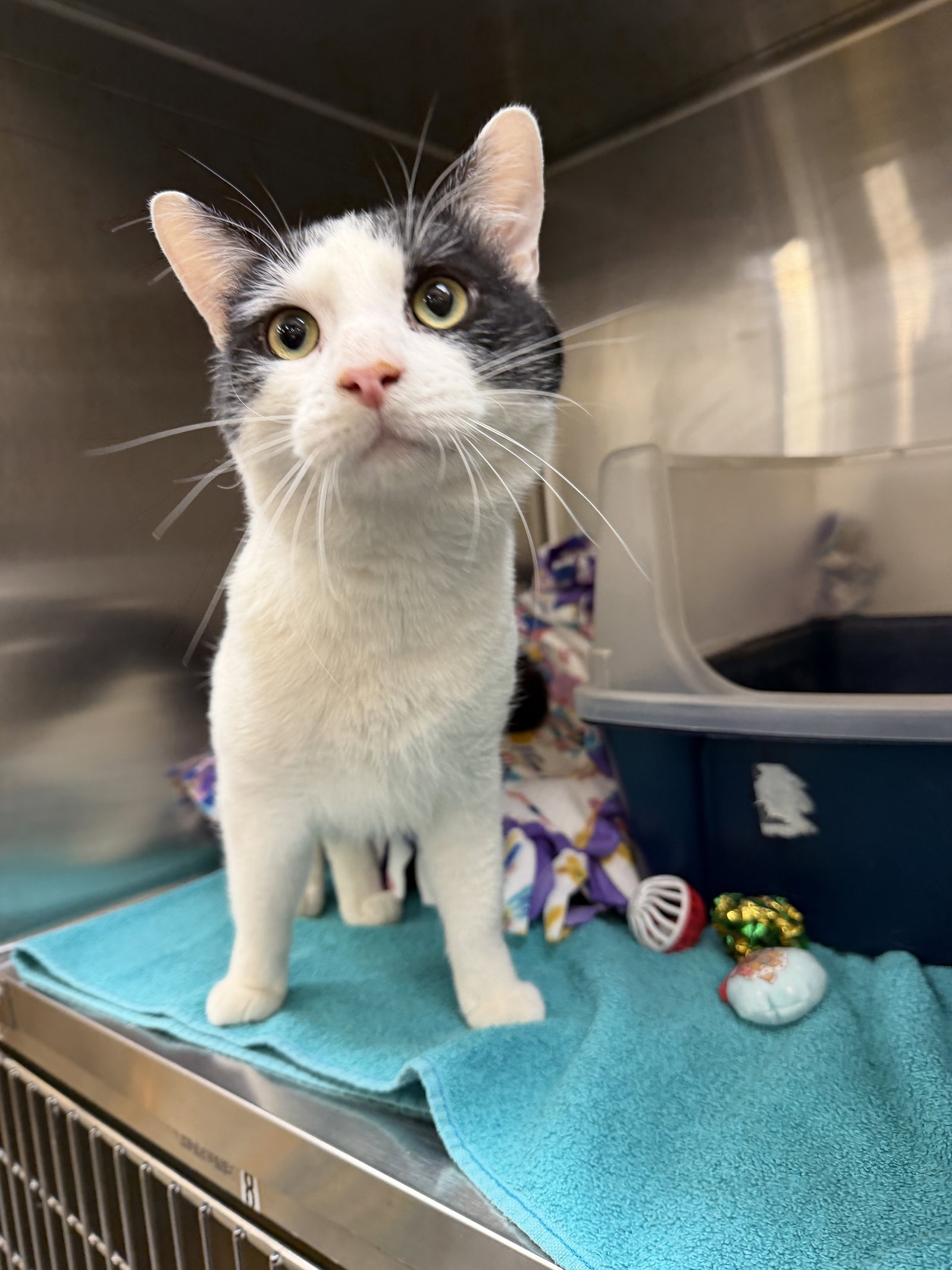 Byrdie  Domestic Short Hair (short coat) Male