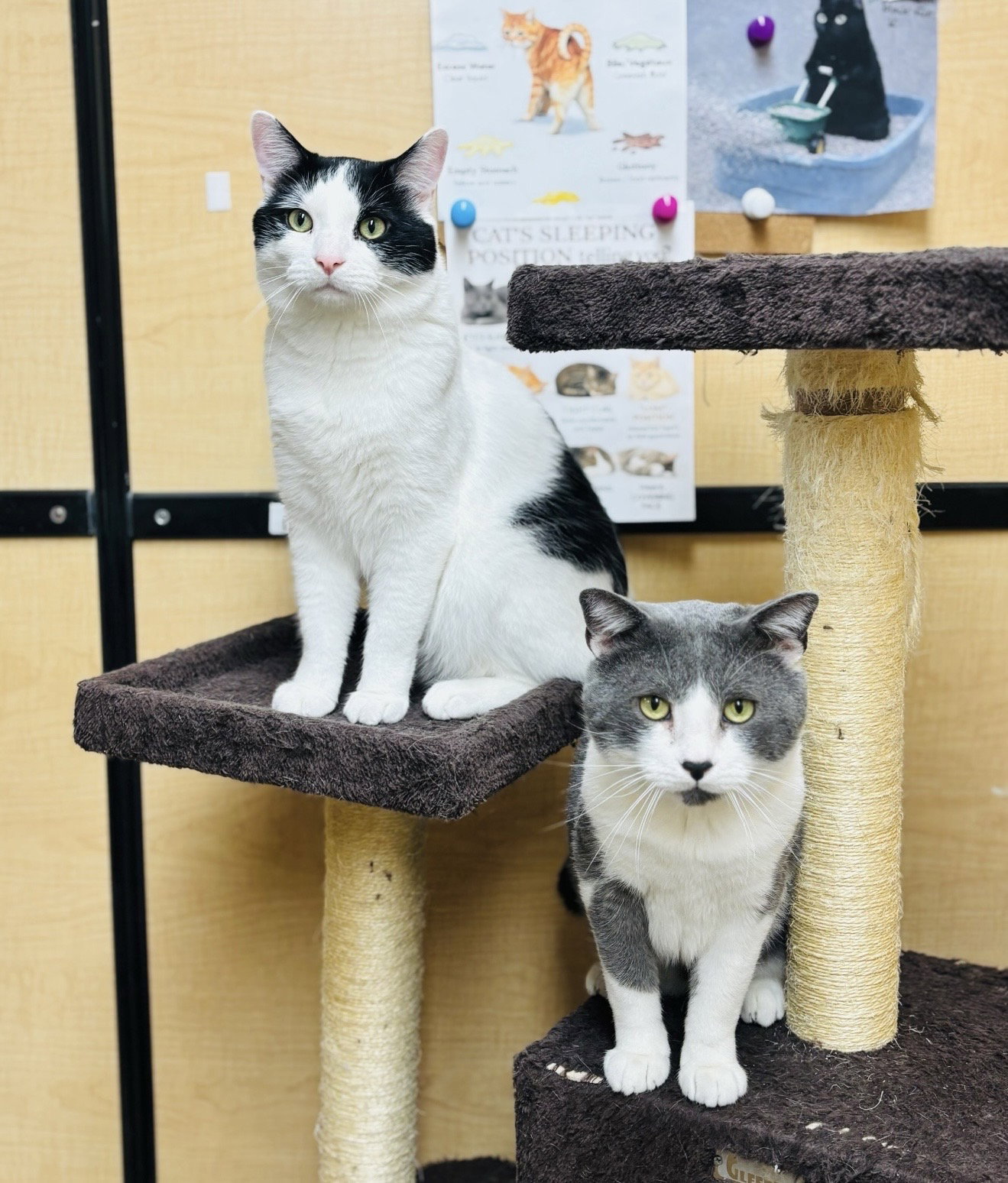 Byrdie & Mickle (bonded pair)  Domestic Short Hair (short coat) Male