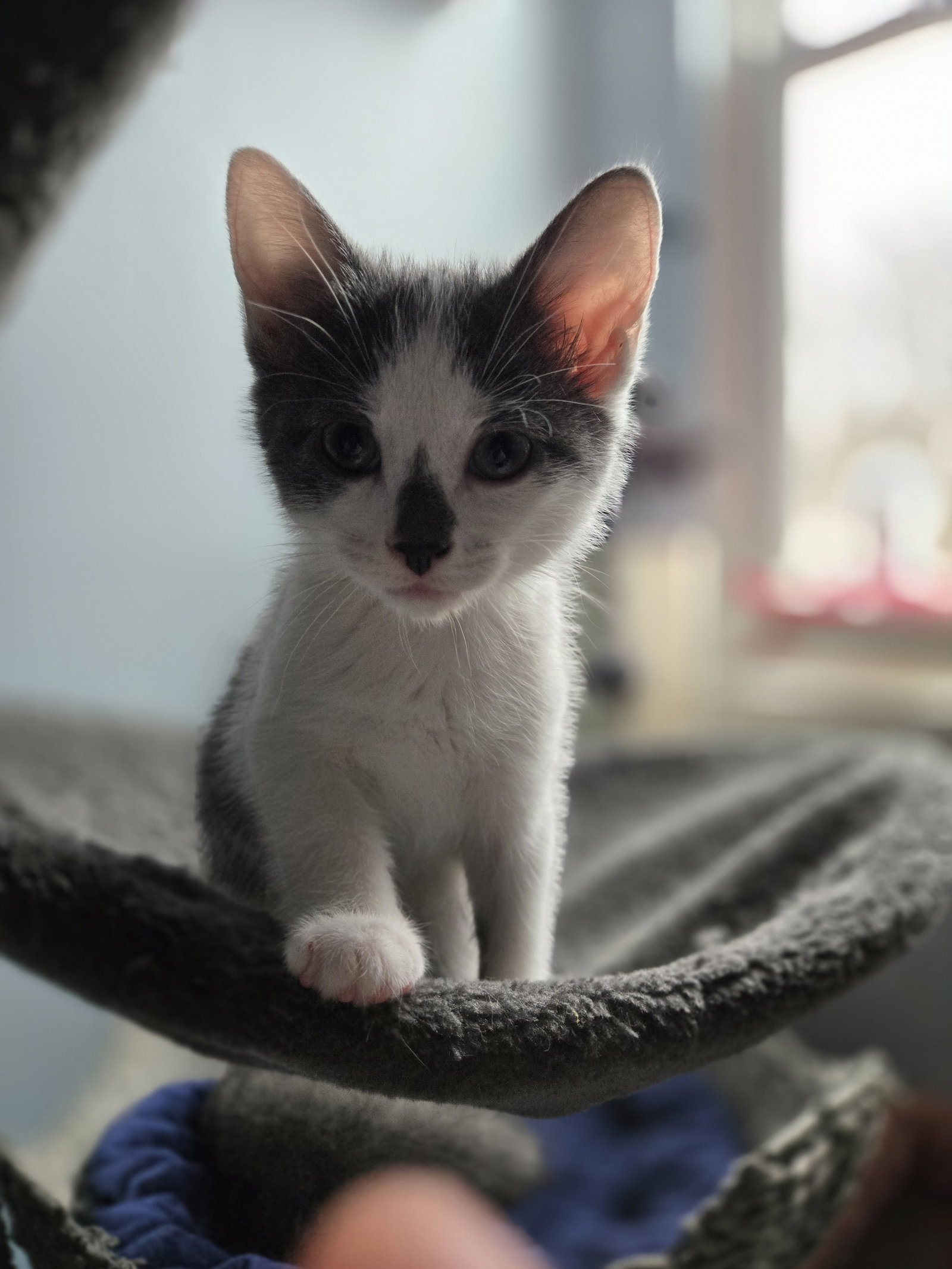 Betelgeuse  Domestic Short Hair (short coat) Female