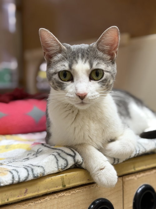 picture of the cat needing adoption
