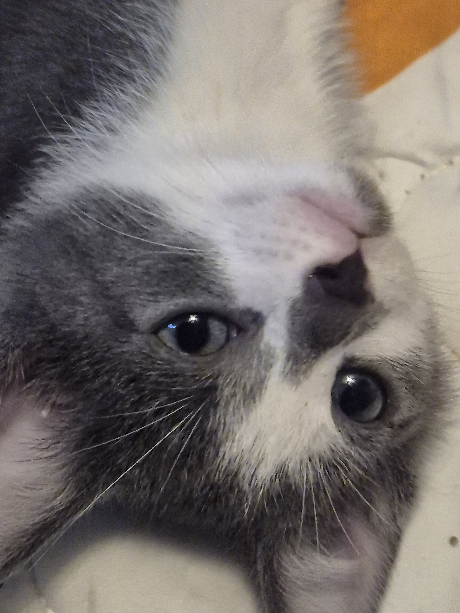 Centauri  Domestic Short Hair (short coat) Male
