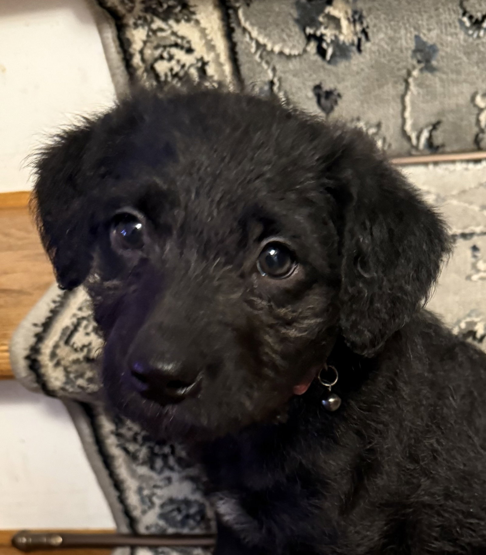 Dolly Large Labrador Retriever / Poodle (Standard) / Mixed (medium coat) Female