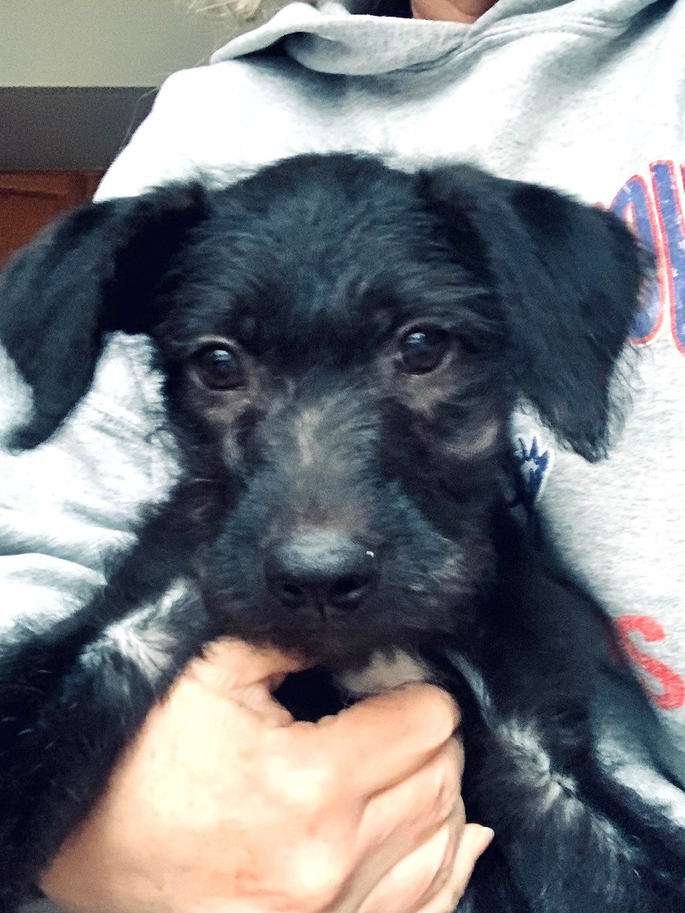 Dolly Large Labrador Retriever / Poodle (Standard) / Mixed (medium coat) Female