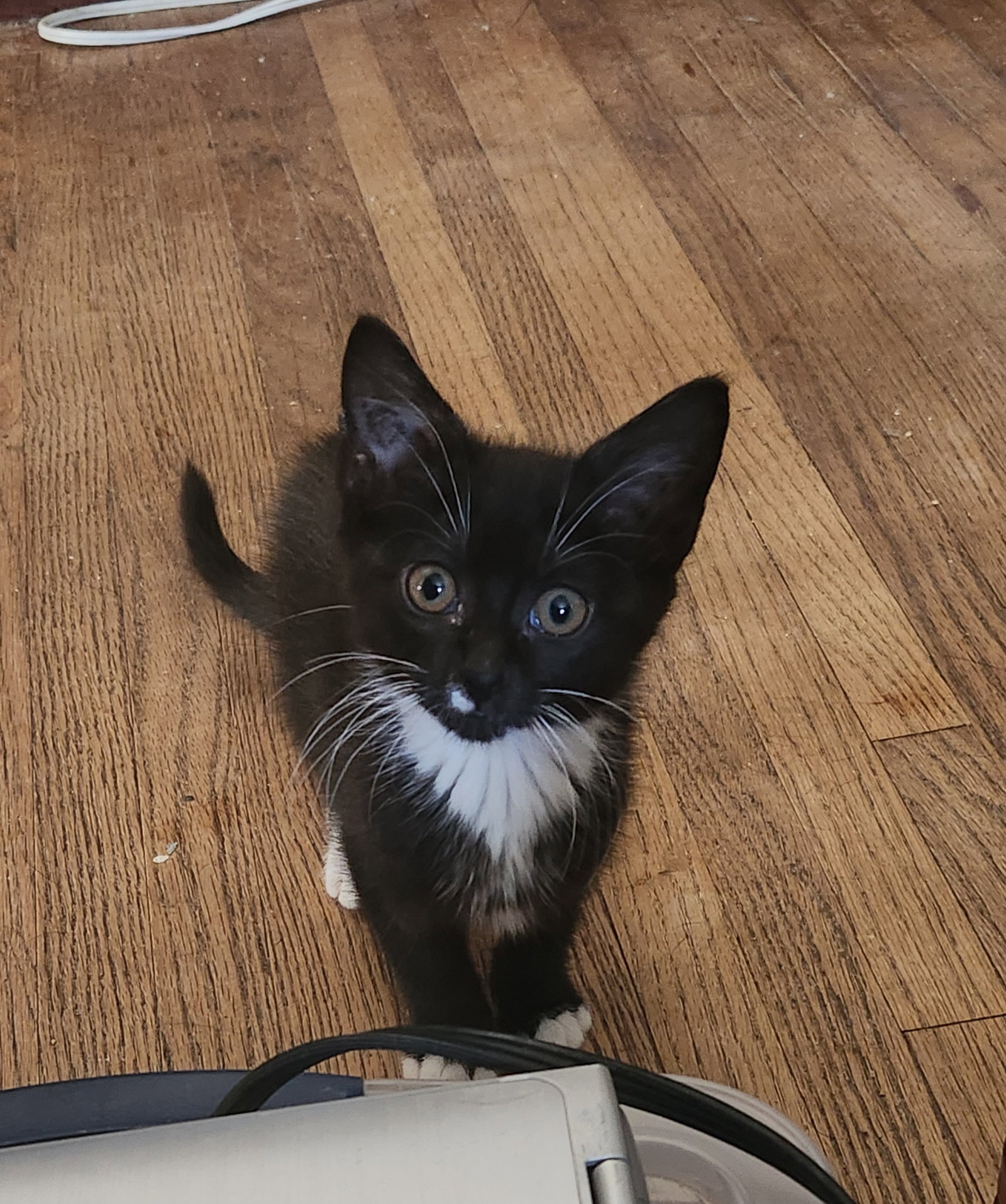 Domino