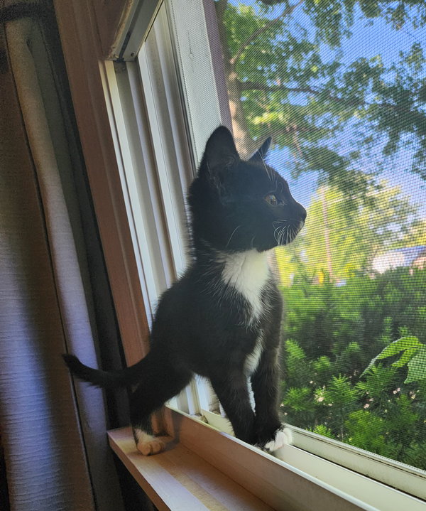Domino