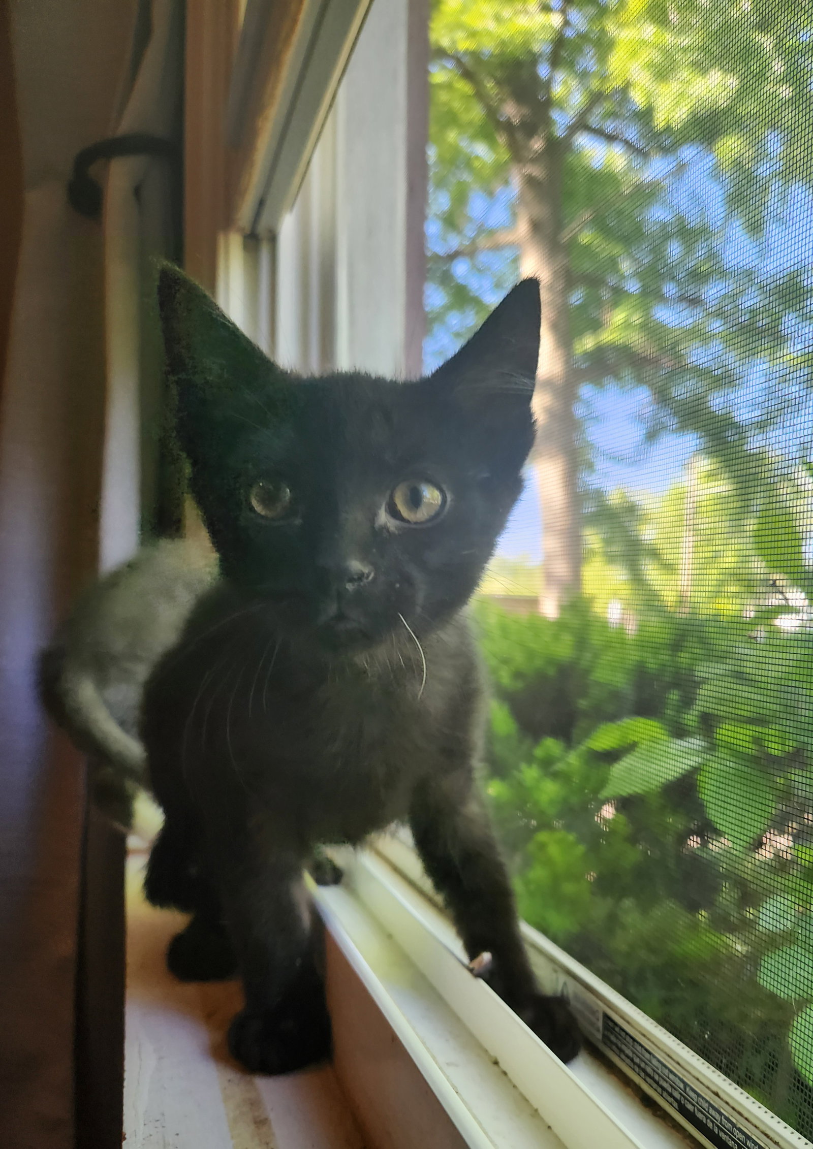 Godfather's  Domestic Short Hair (short coat) Male