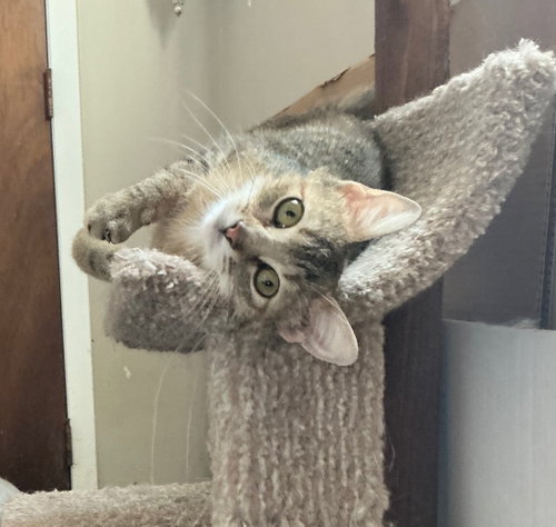 Hilary Knight, a cat for adoption from Animal Rescue Foundation (ARF-IL)