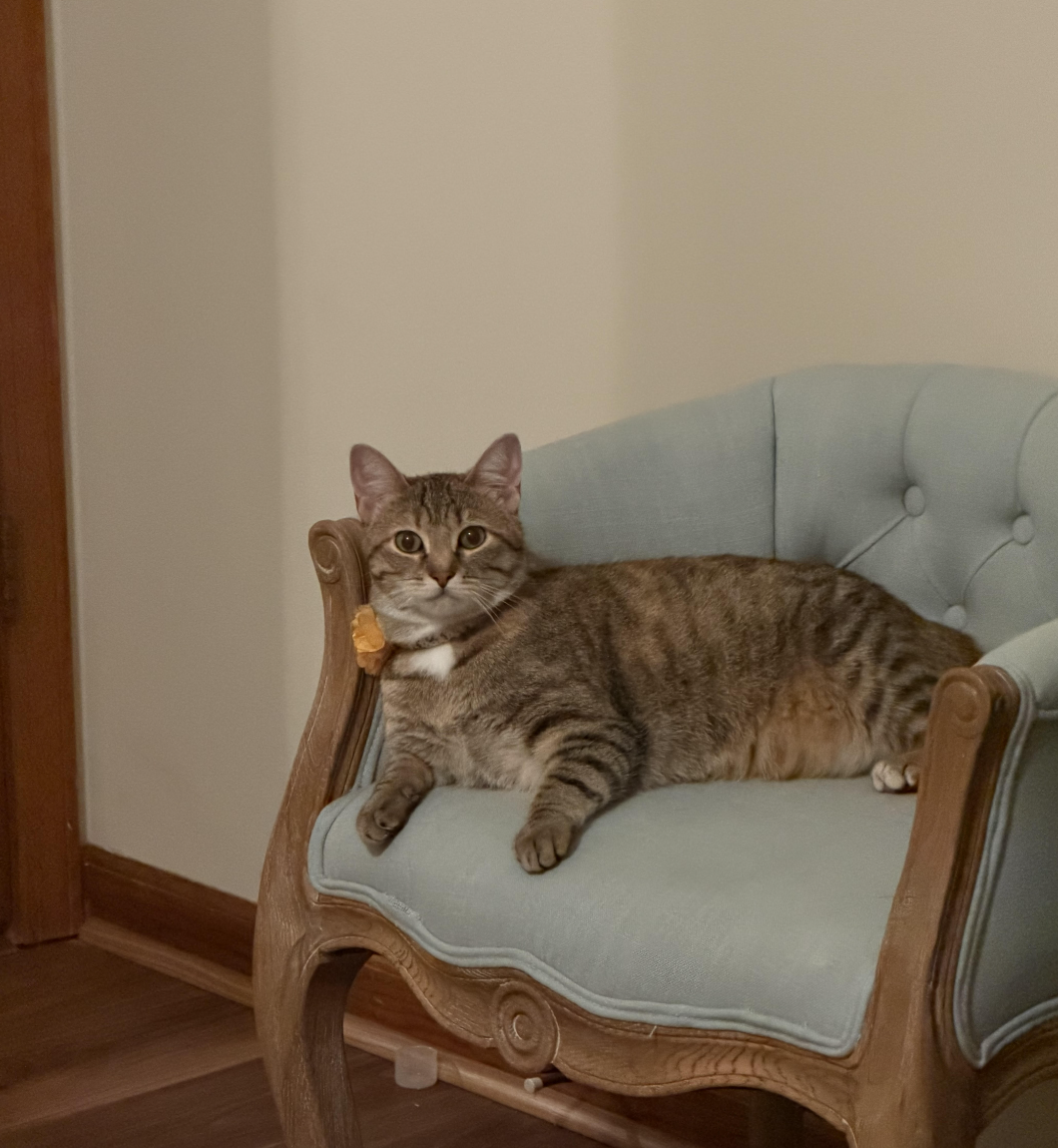 Hilary Knight  Domestic Short Hair (short coat) Female