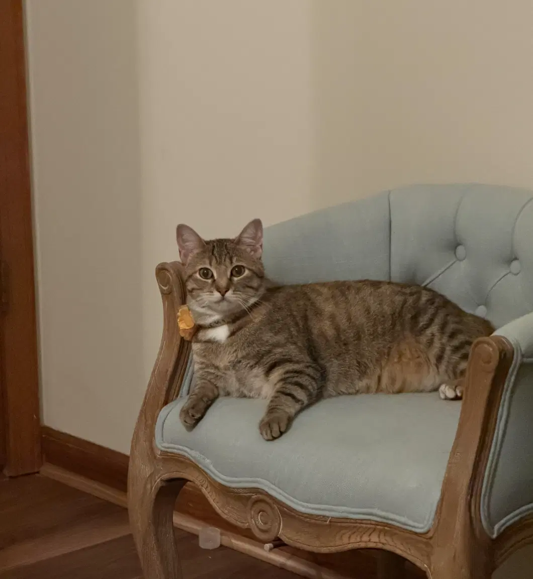 Hilary Knight - Domestic Short Hair