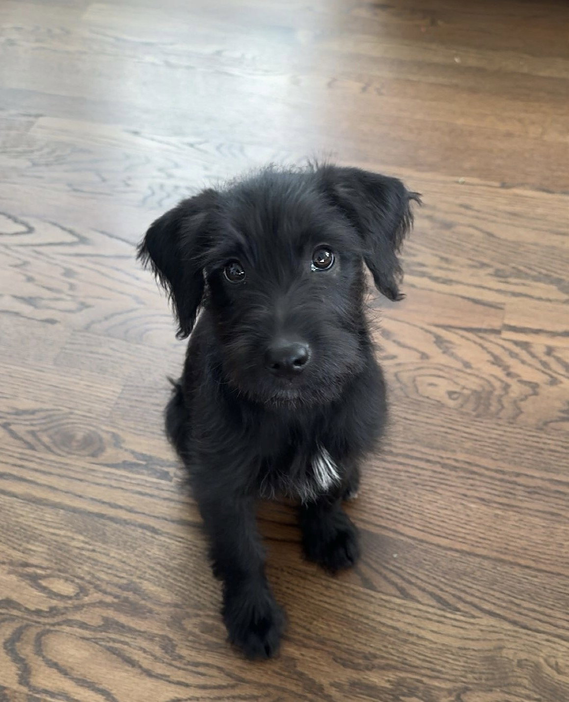 Freddie Large Labrador Retriever / Poodle (Standard) (medium coat) Female