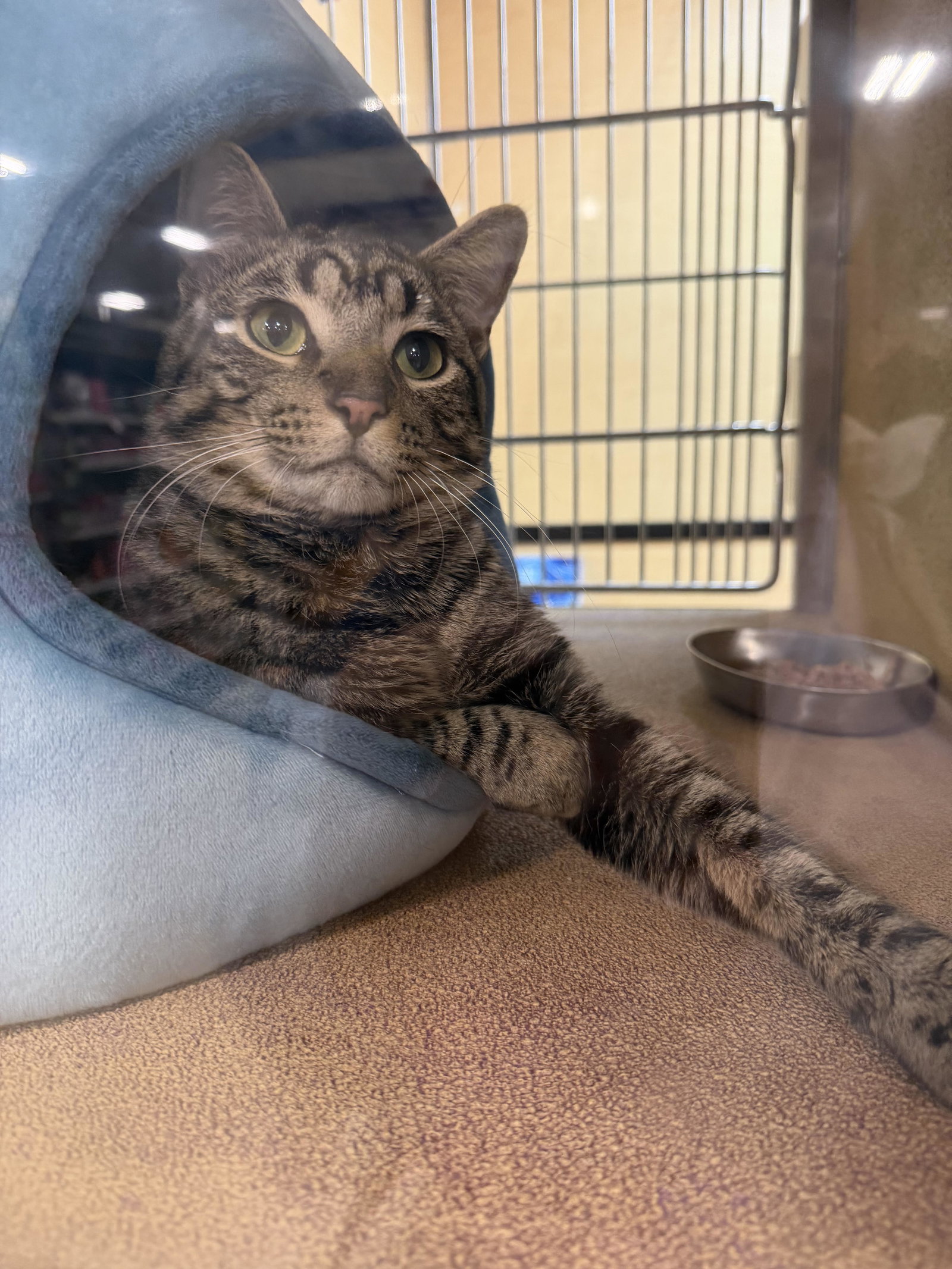 Comic Sans  Domestic Short Hair (short coat) Male