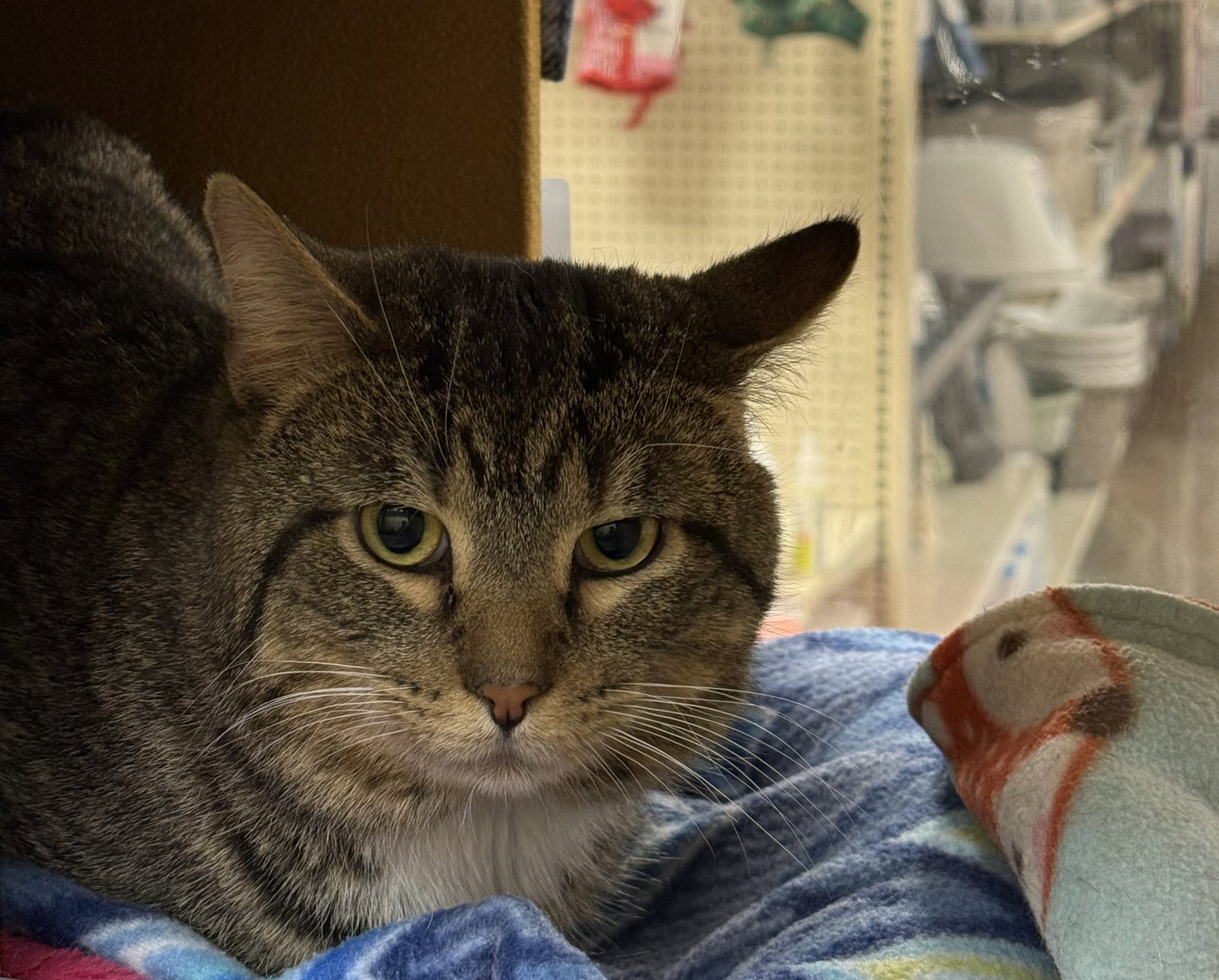 Franklin  Domestic Short Hair (short coat) Male