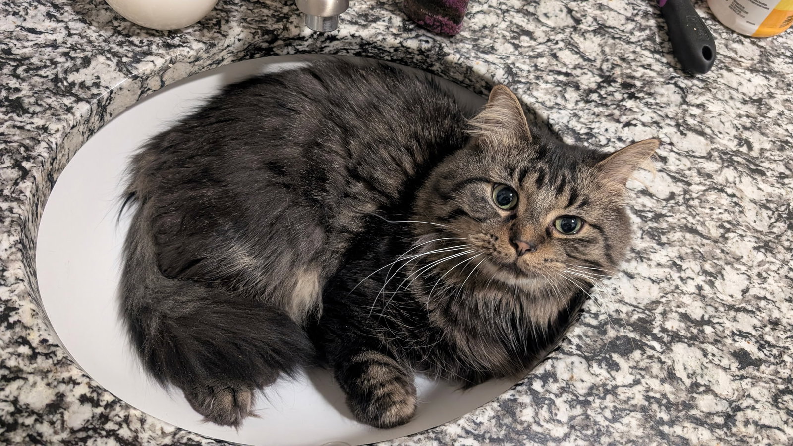 Nigel  Domestic Long Hair / Tabby (long coat) Male