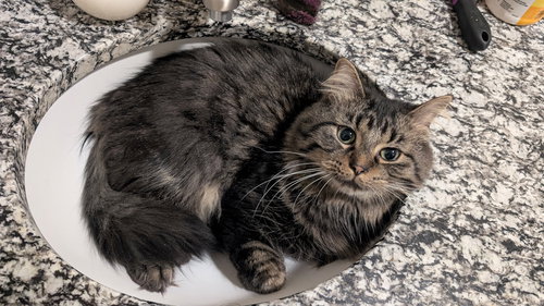Nigel, Adult Domestic Long Hair / Tabby (long coat), cat for adoption in Orland Park, Illinois