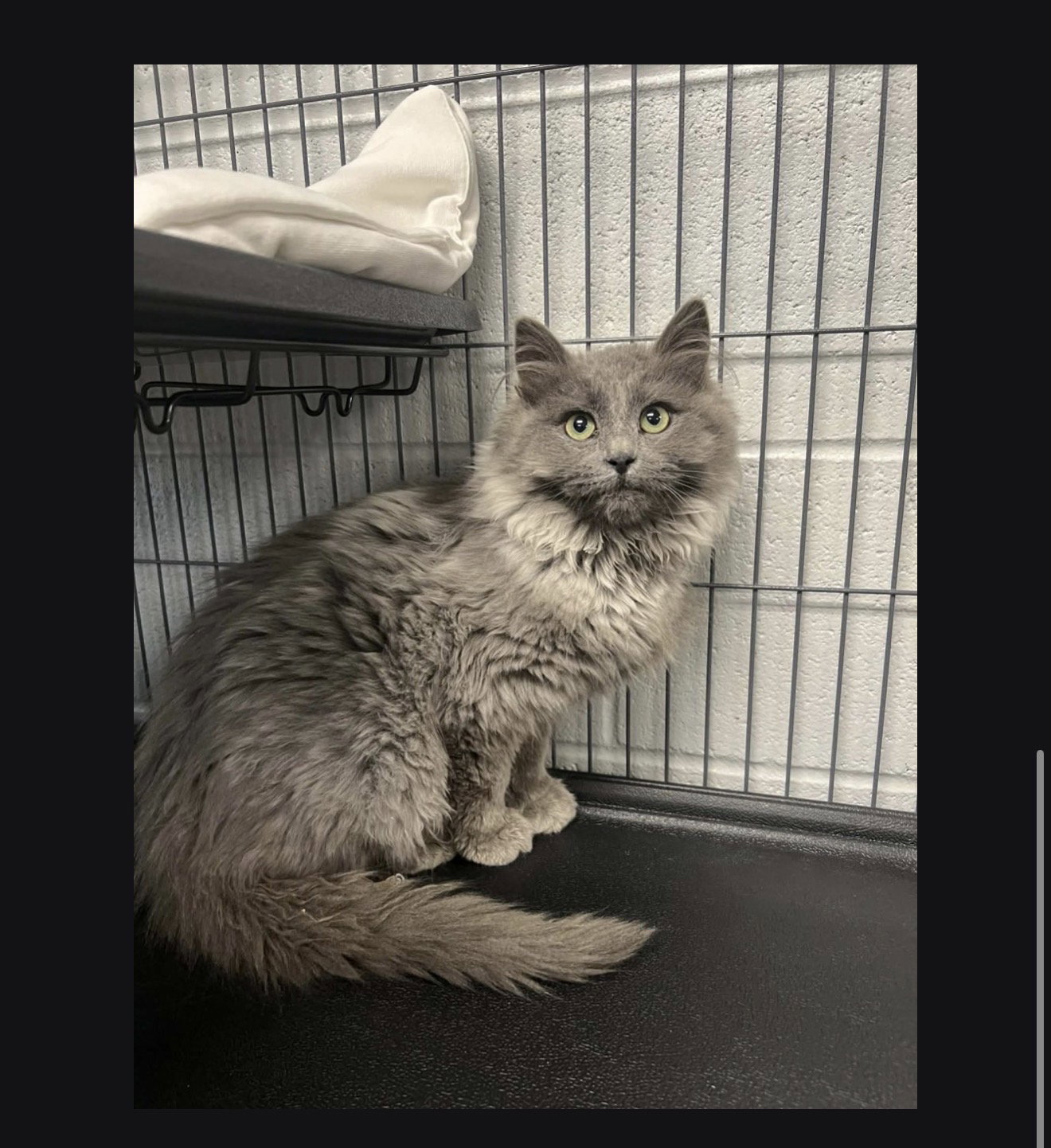 Tinsel  Domestic Long Hair (long coat) Male