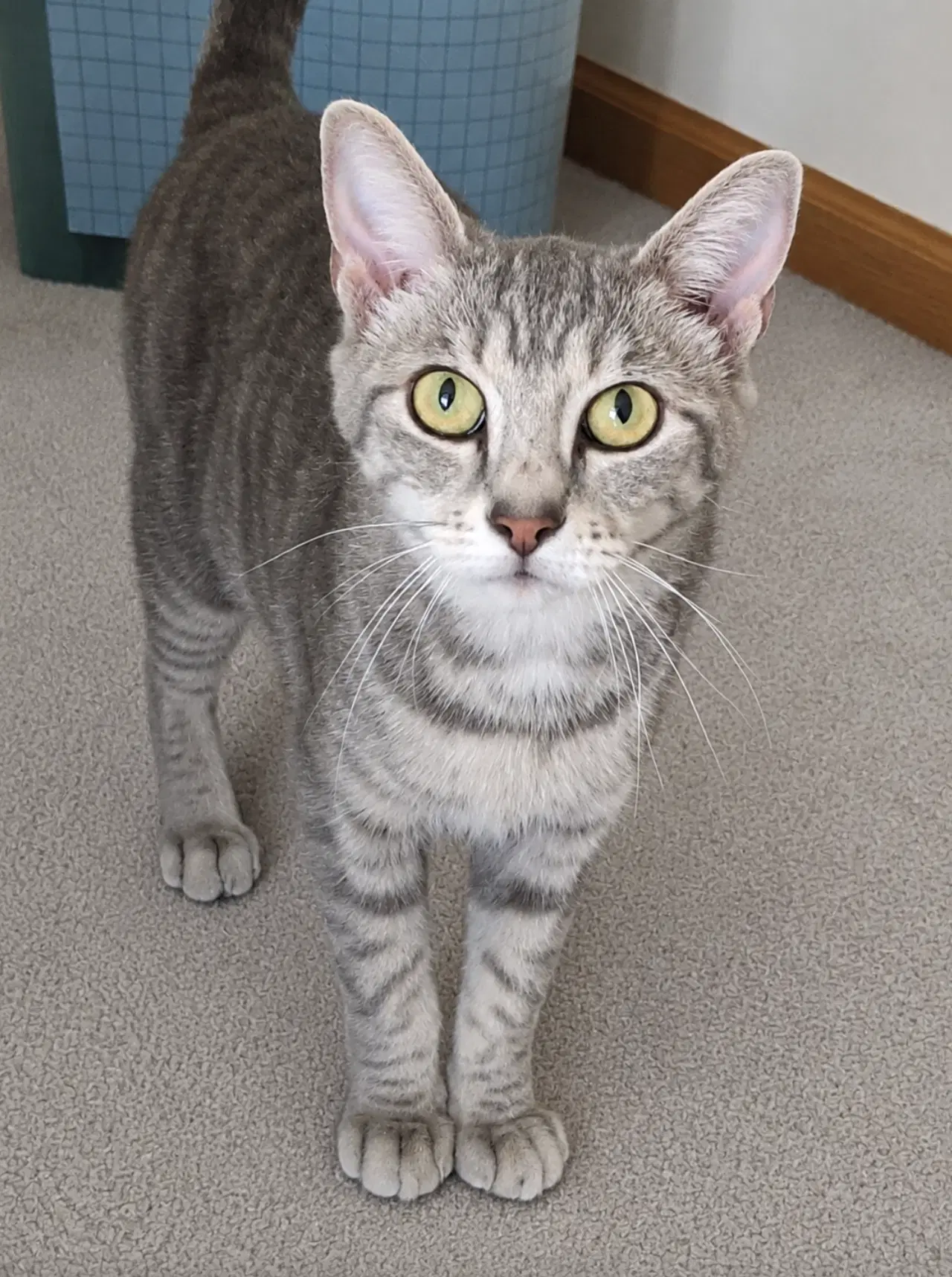 Colbie - Domestic Short Hair