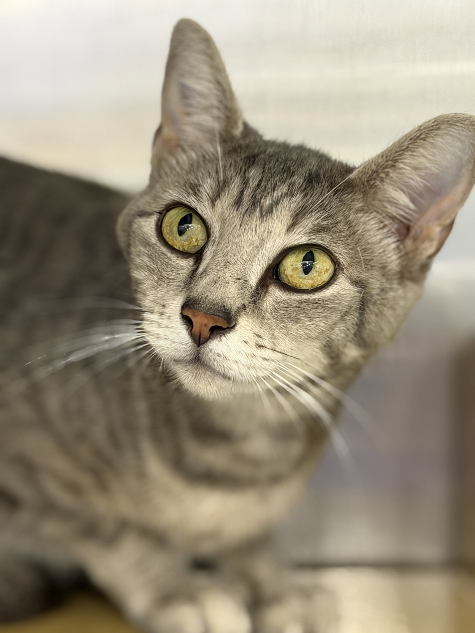Colbie  Domestic Short Hair (short coat) Female