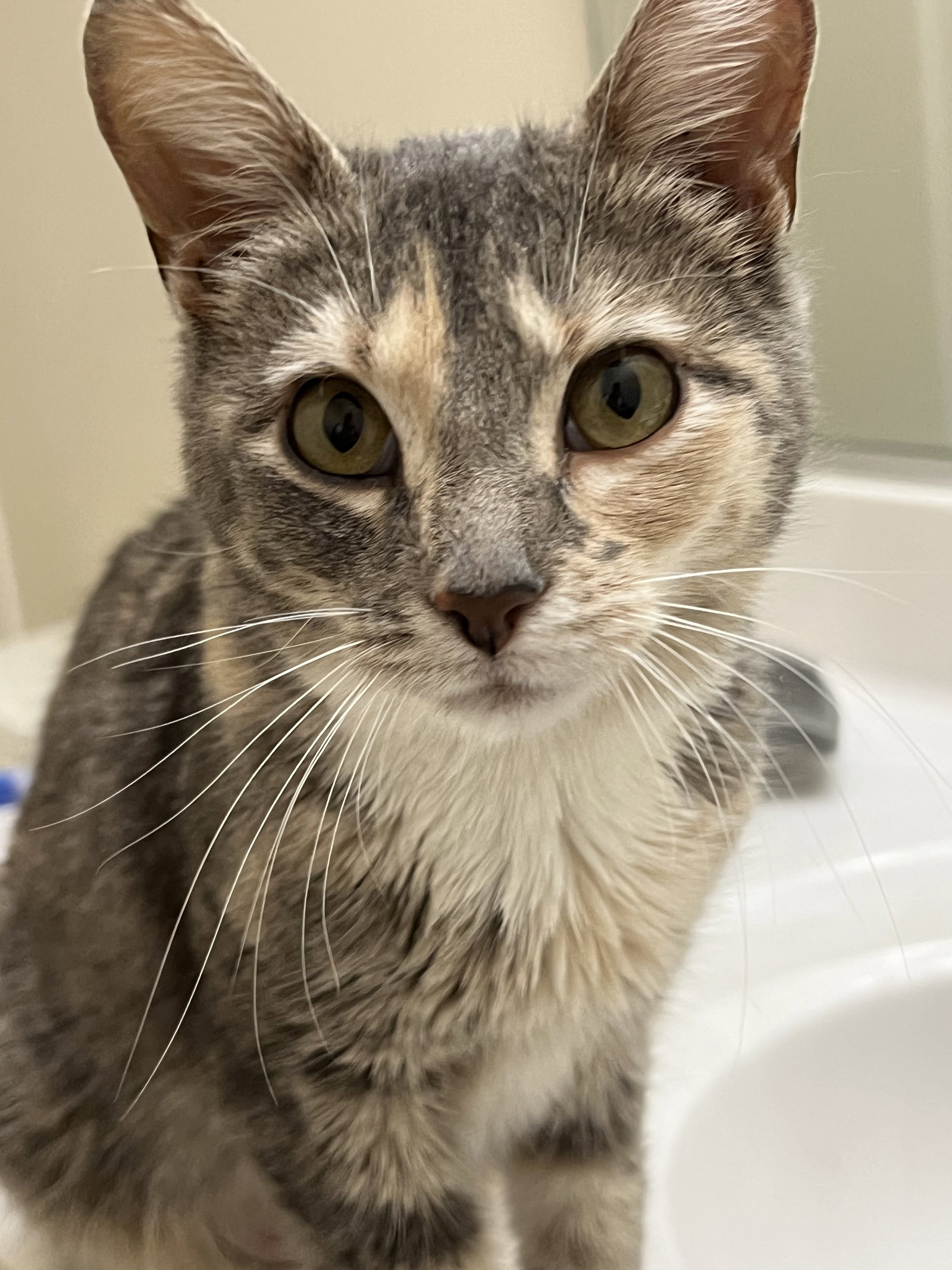 Judy Garland  Domestic Short Hair (short coat) Female