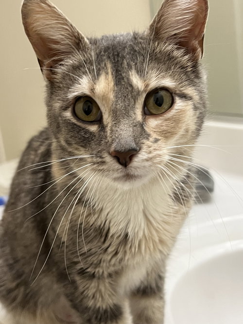 Judy Garland, an adoptable Domestic Short Hair in Wheaton, IL