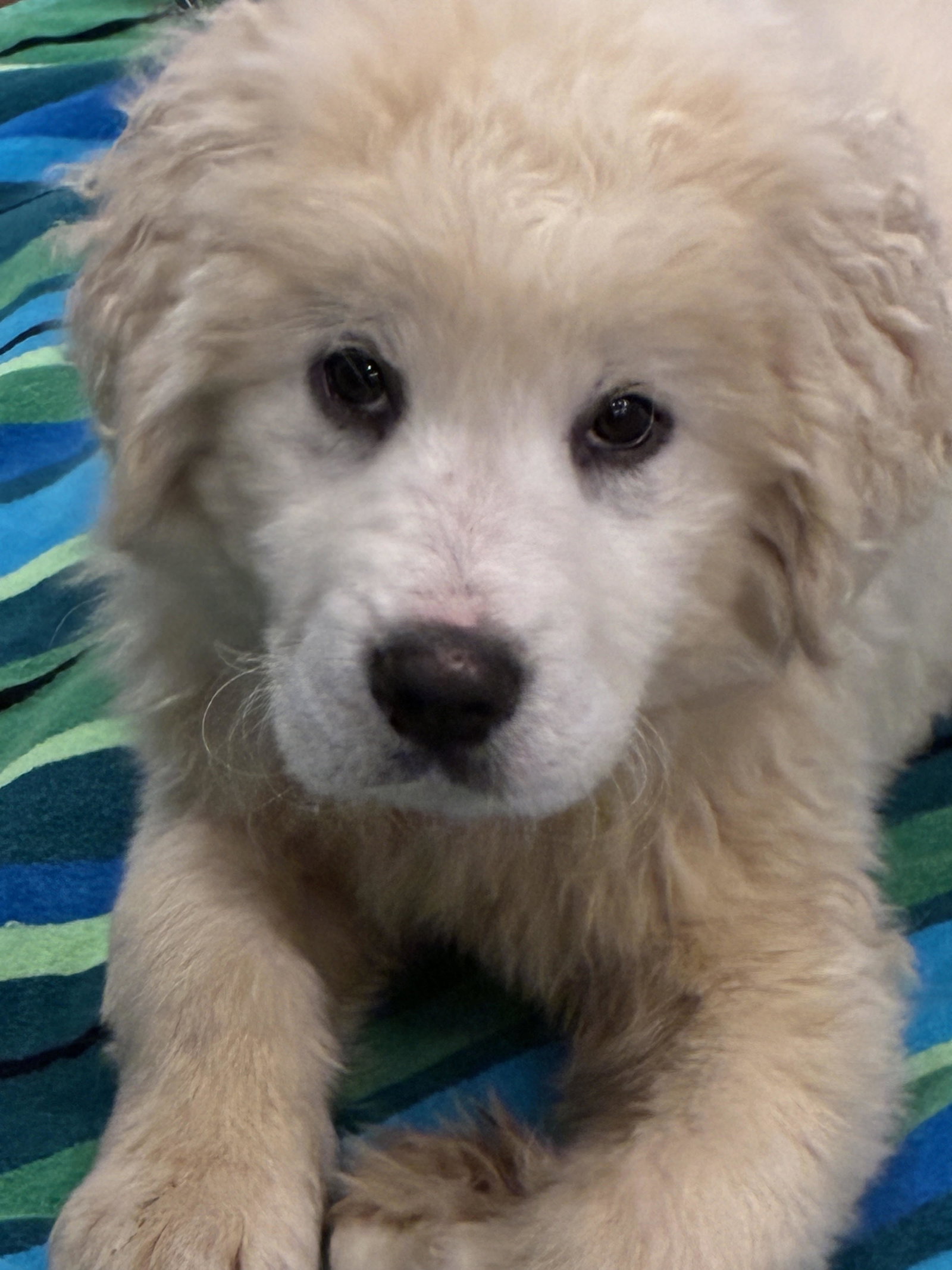 Lux X-Large Great Pyrenees / Labrador Retriever / Mixed (long coat) Female