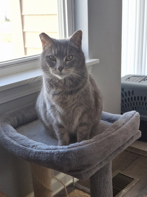 Elowyn, Adult Domestic Short Hair (short coat), cat for adoption in Orland Park, Illinois