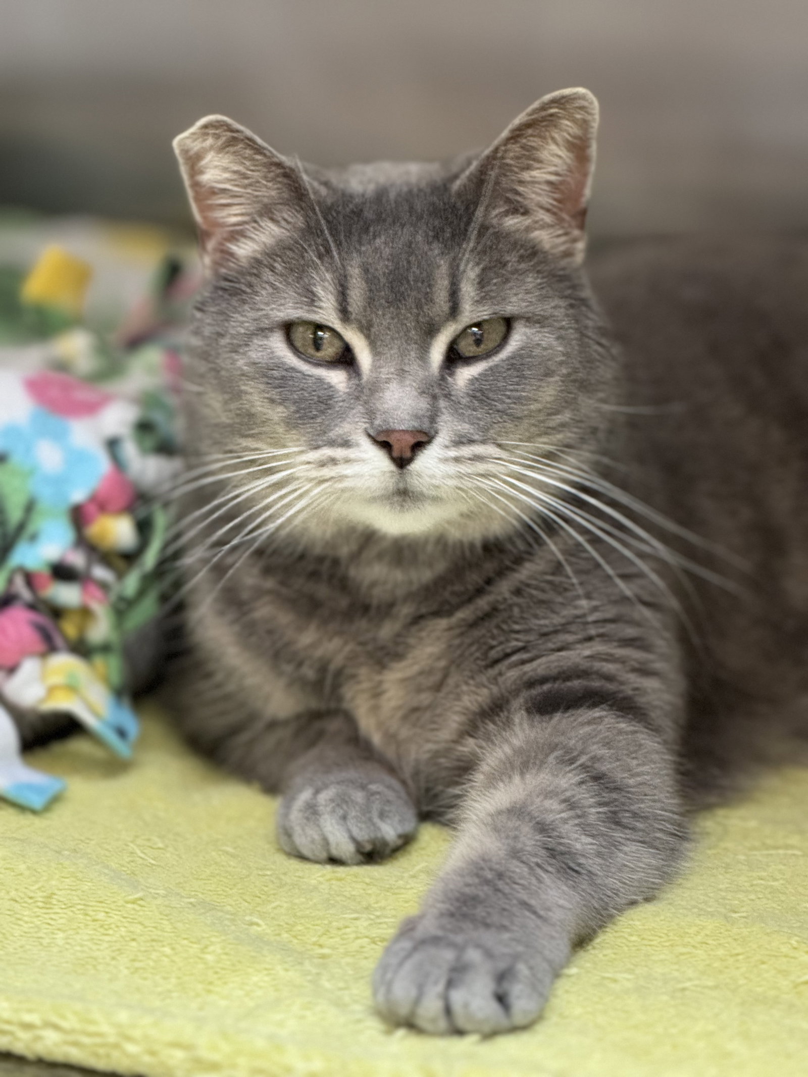 Elowyn  Domestic Short Hair (short coat) Female