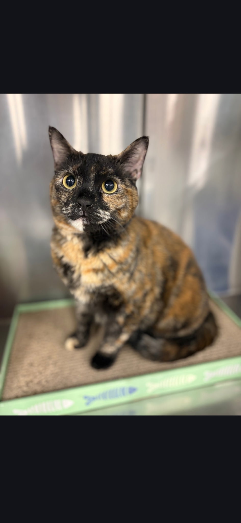 Valentine  Domestic Short Hair (short coat) Female