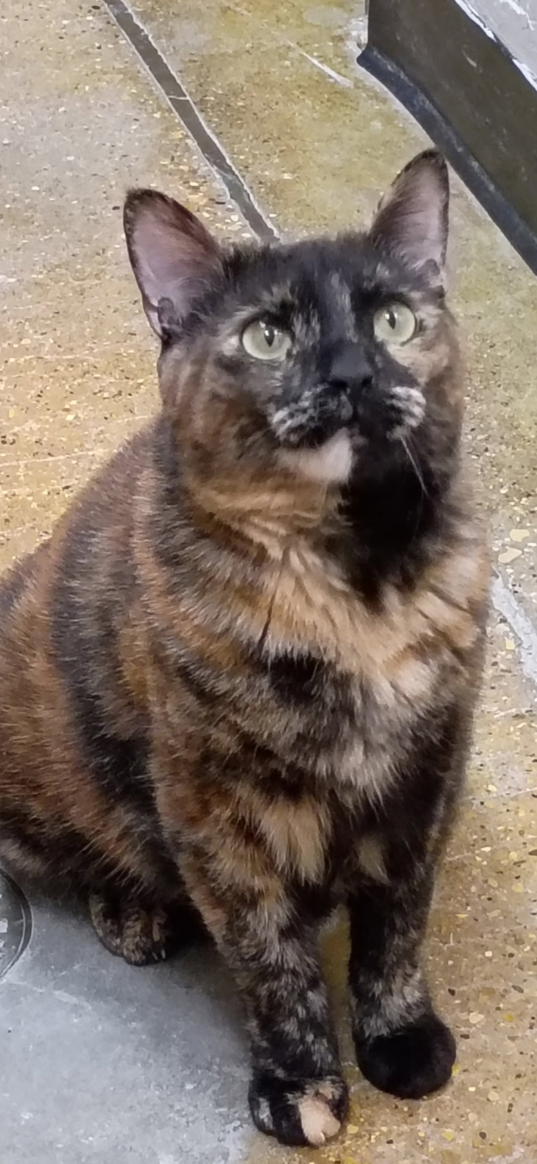 Valentine  Domestic Short Hair (short coat) Female