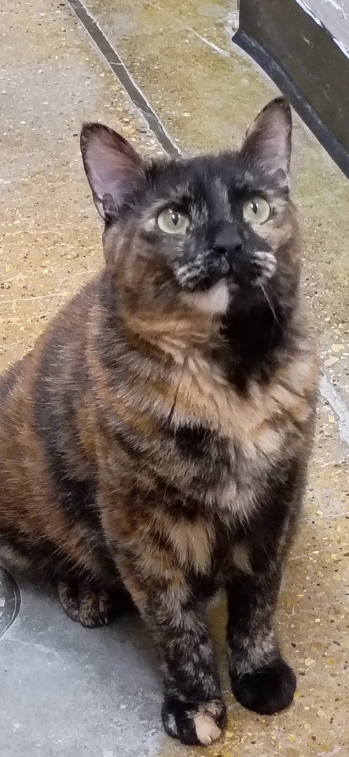 Valentine, Adult Domestic Short Hair (short coat), cat for adoption in Orland Park, Illinois