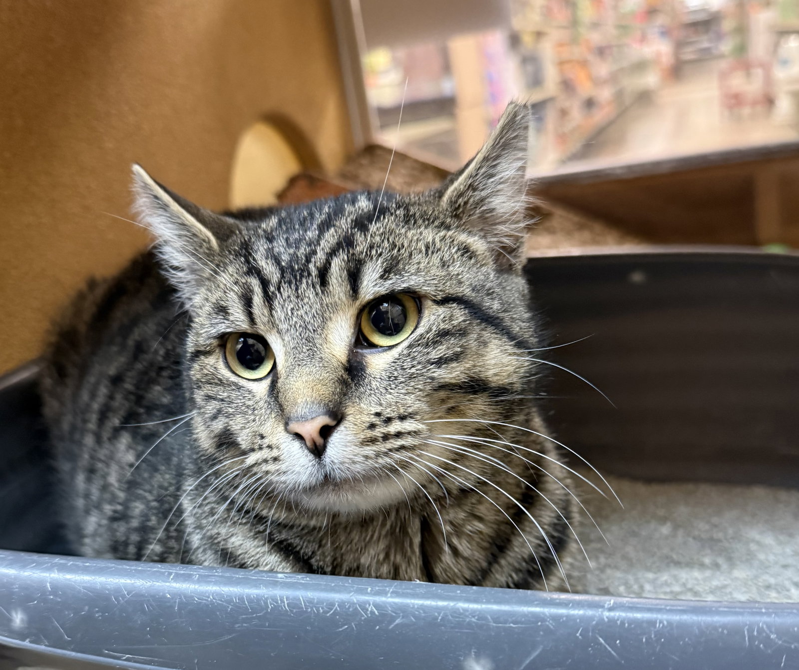 Speckles  Domestic Short Hair (short coat) Male