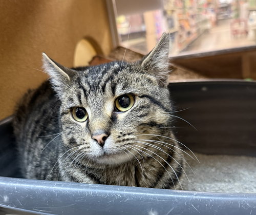 Speckles, an adoptable Domestic Short Hair in Wheaton, IL